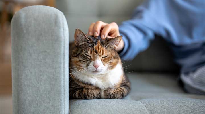 Chat en brioche sur un canapé qui se fait carresser la tête